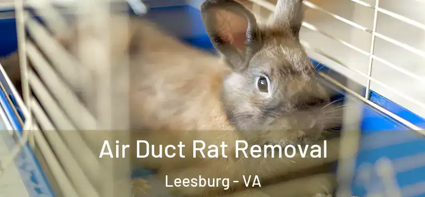  Air Duct Rat Removal Leesburg - VA